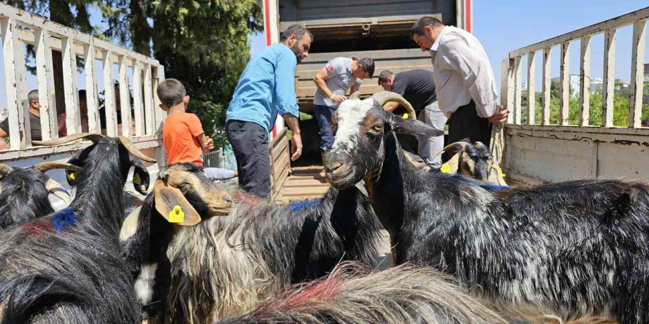 Adıyaman’daki Depremzedelere 124 Keçi Dağıtıldı