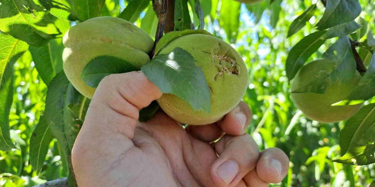 Dolu Meyve Ve Sebzeleri Bu Hale Getirdi