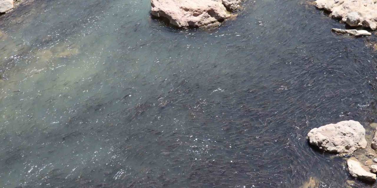 Tonlarca Sazan Balığı Can Çekişiyor