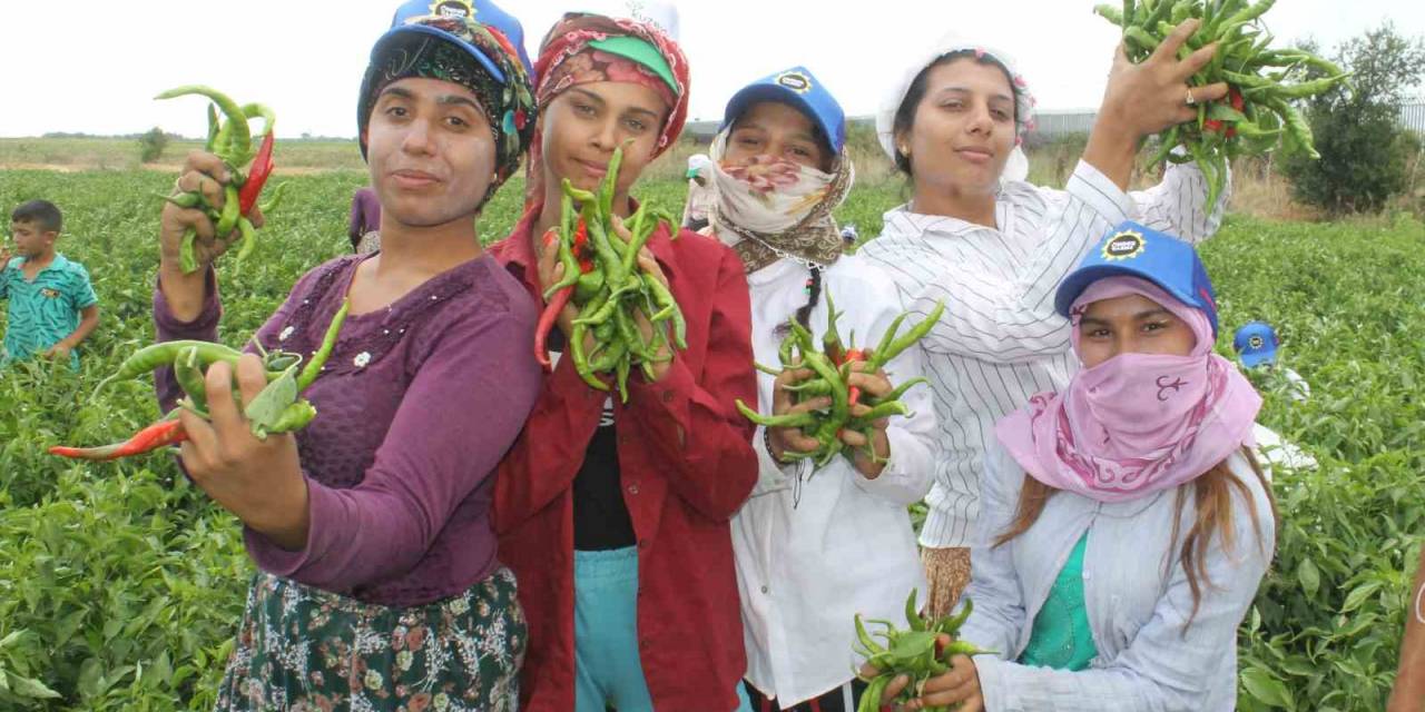 Tava Ciğerin Can Yoldaşı Karaağaç Biberinin Hasadı 100 İşçiyle 40 Derece Sıcağın Altında Başladı