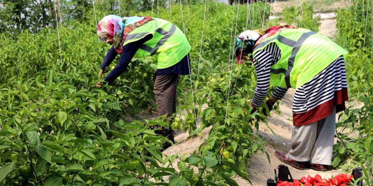 Belediye Seralarında Yetiştirilen Sebze Ve Meyveler Satışa Sunulacak