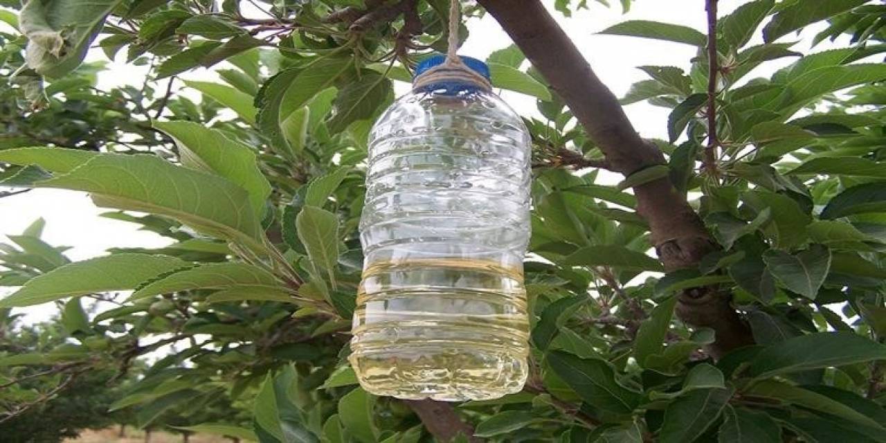 Kanadı Noktalı Sirke Sineği İle Mücadele Zamanı