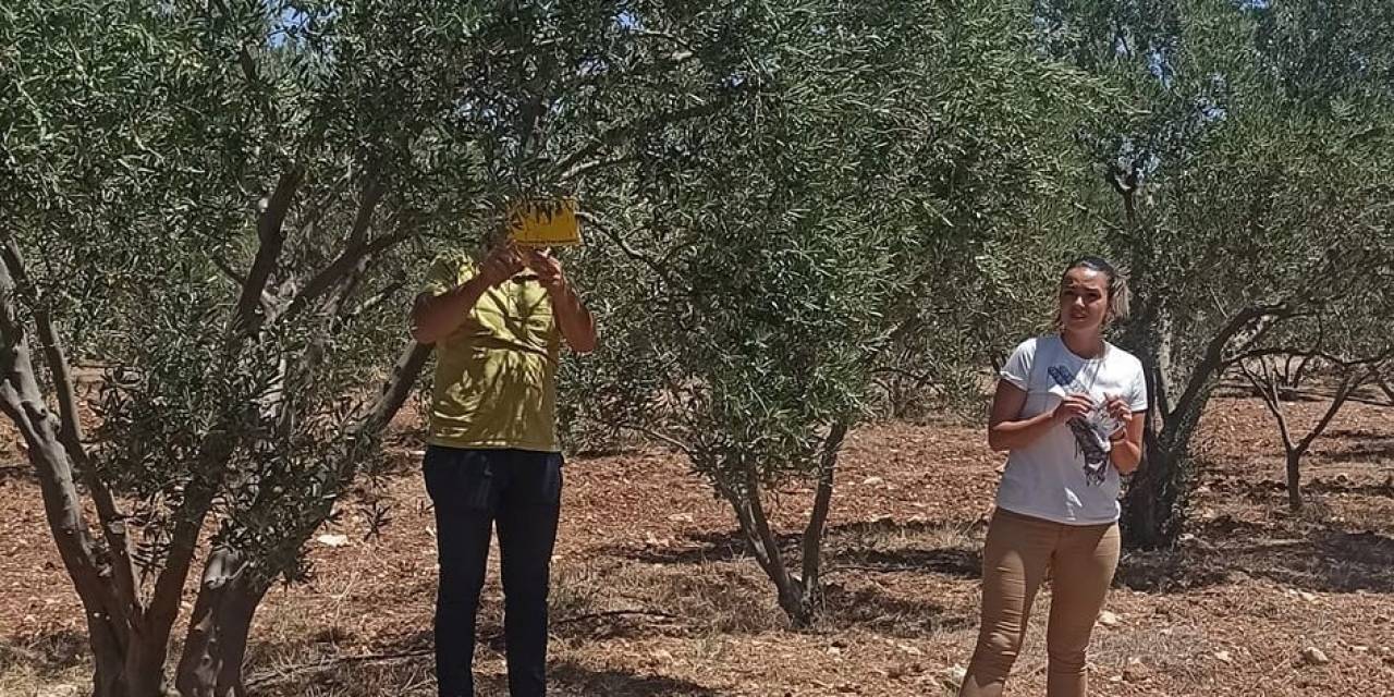 Zeytincilere “ilaçlama” Çağrısı