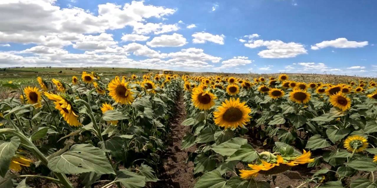 Ayçiçeğinde Sevindiren Gelişme: Bu Sene ’çayır Tırtılı’ Görülmedi