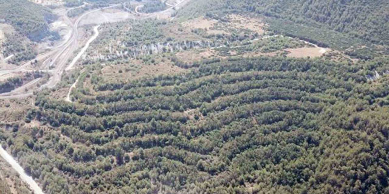 Muğla Valiliği: "akbelen’e İzin Sahibi 130 Bin Fidan Dikecek"