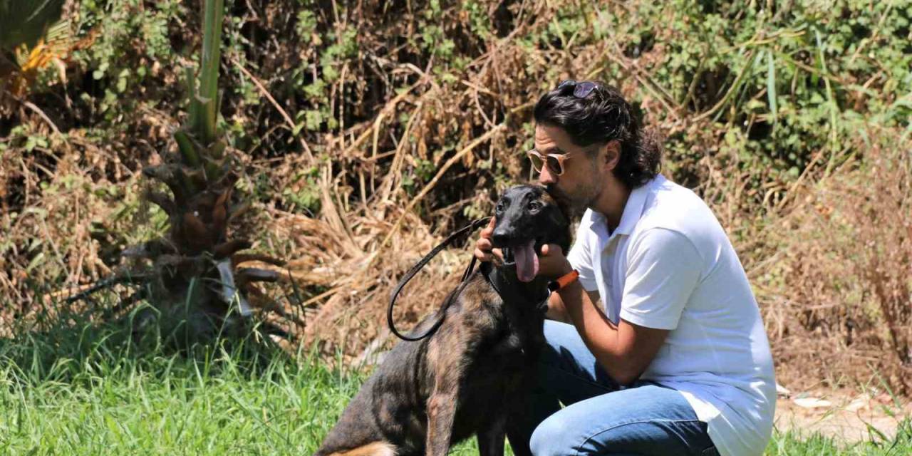Türkiye’de Nadir Bulunup Barınaktan Kaçan Dutch Shepherd Cinsi Köpek İçin Seferber Oldular