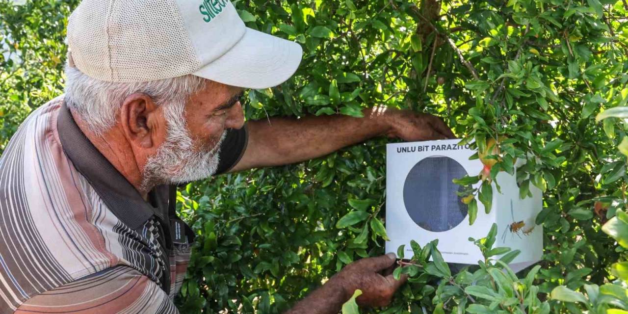 Büyükşehir’in Çiftçilere Faydalı Böcek Desteği Ara Vermedi