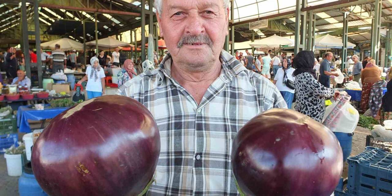 Karpuz Büyüklüğündeki Kiloluk Patlıcanlar İlgi Görüyor