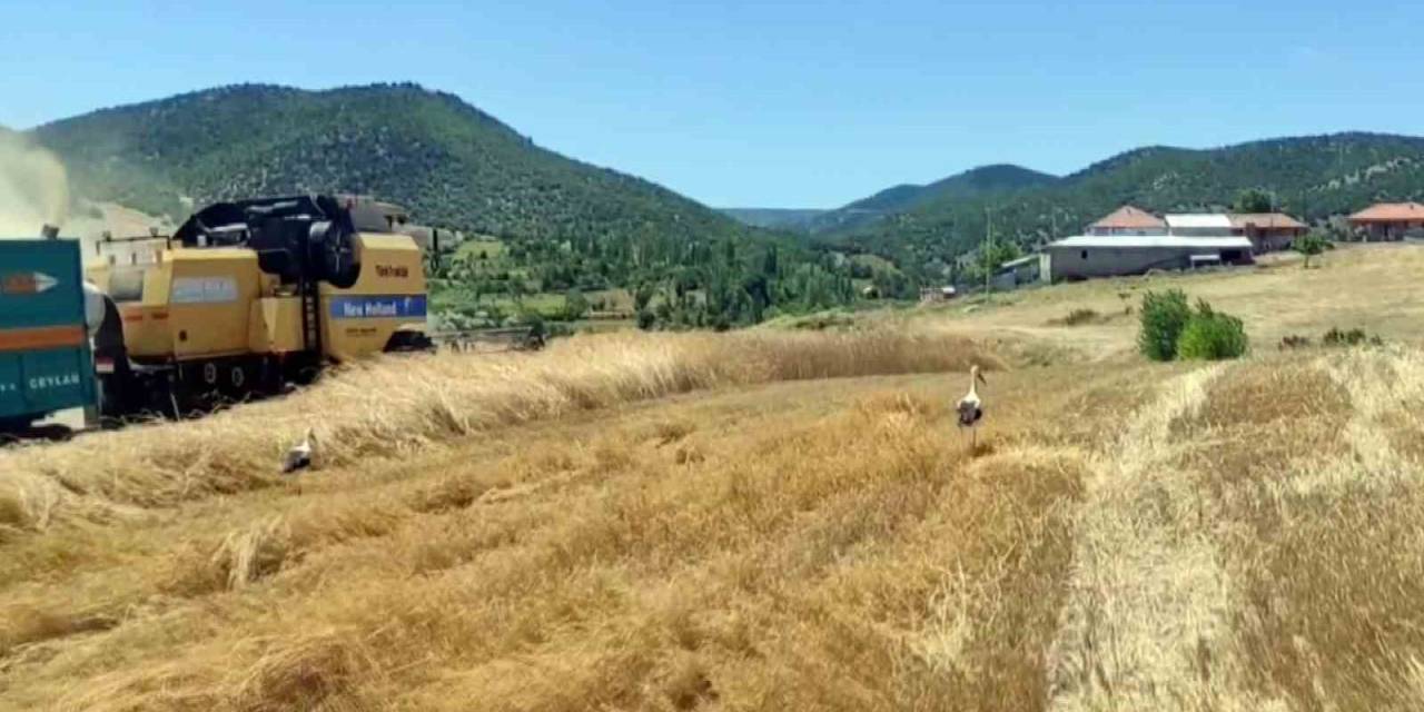 Yozgat’ta Leylekler Hasat Edilen Tarlalarda Yiyecek Arıyor