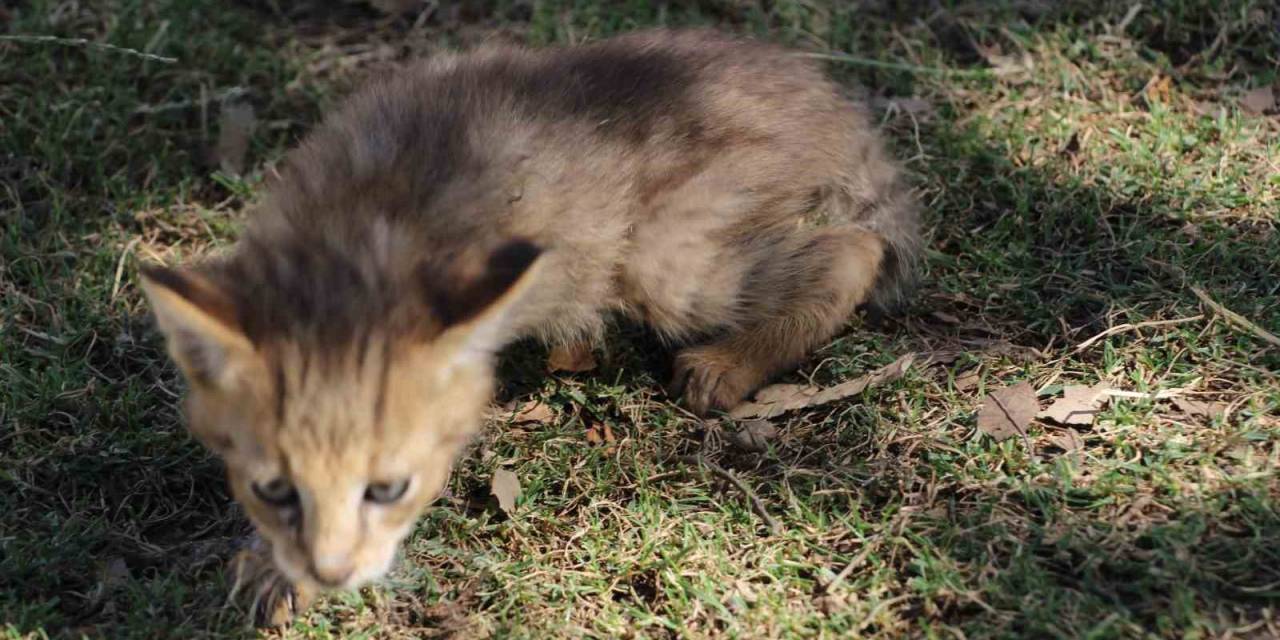 Soyu Tehlike Altındaki Saz Kedisi, Şırnak’ta Görüldü