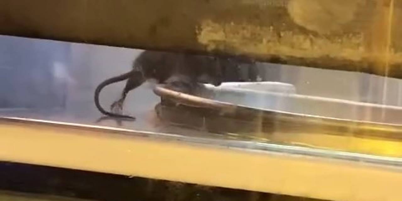 Sirkeci’deki Börekçide Mide Bulandıran Görüntü: Fare Tepsilerin İçinde Gezdi