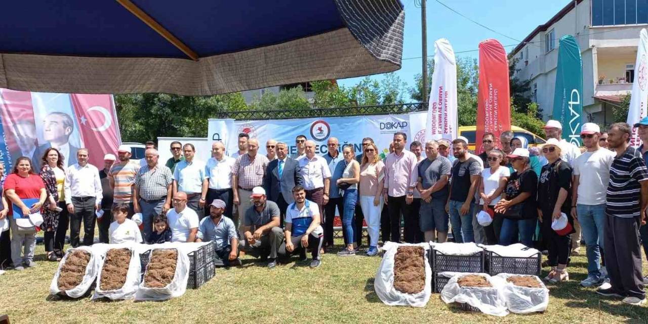 Samsun’da Çilek Üreticisine 750 Bin Fide Desteği