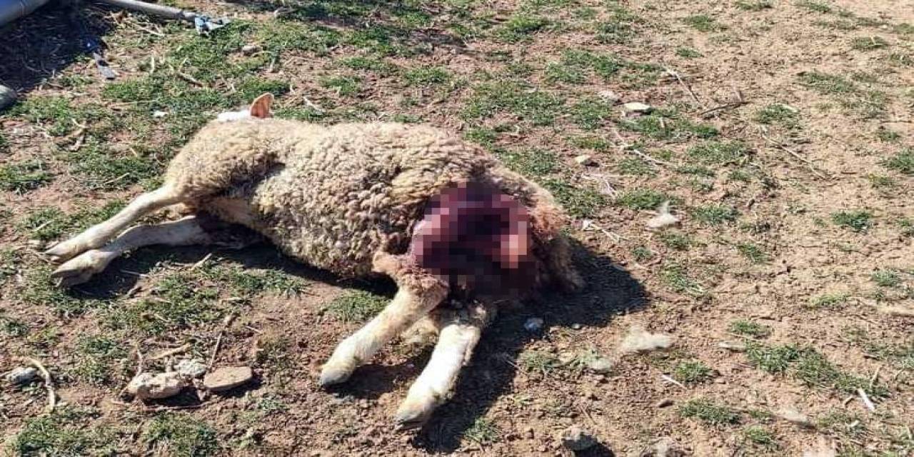 Başıboş Köpekler Şehrin Merkezindeki Çiftliğe Saldırdı