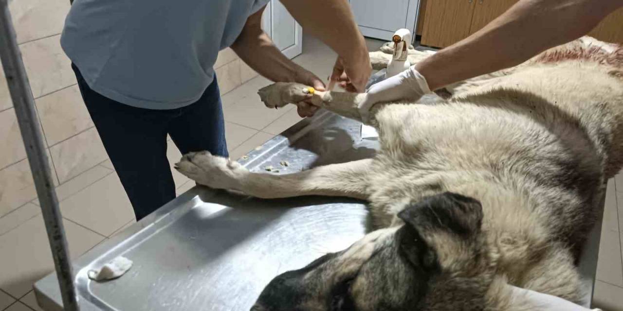 Sokak Köpeği Av Tüfeği İle Vuruldu