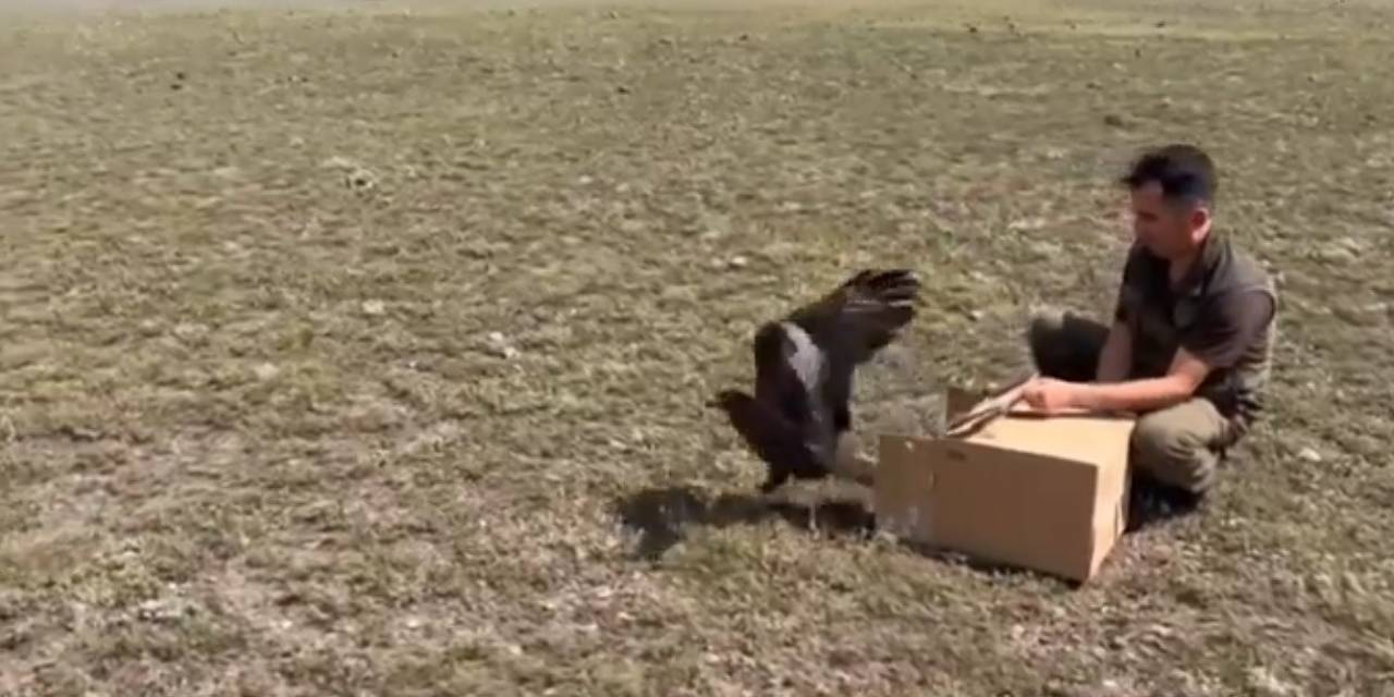 Kars’ta Kızıl Şahinler Doğaya Bırakıldı