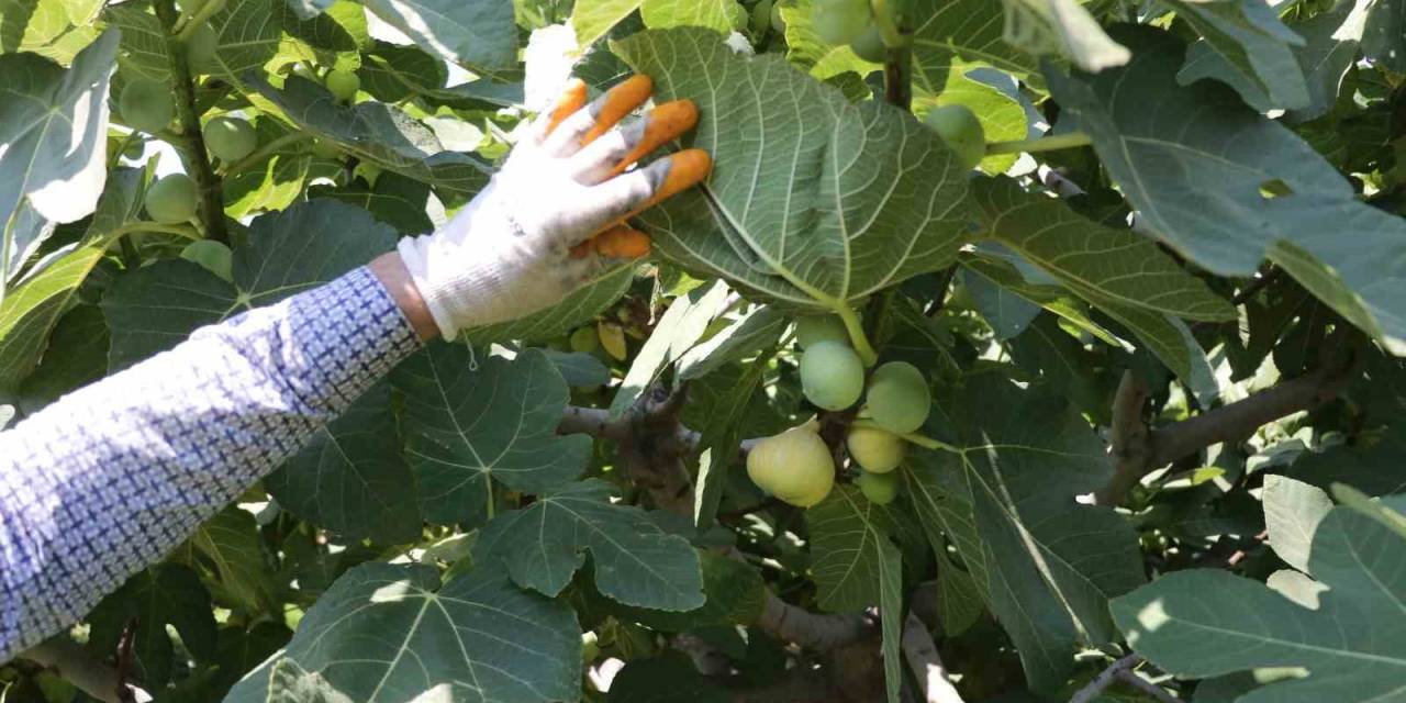 Tescilli Abbas İncirinde Hasat Başladı