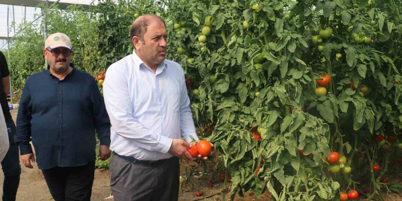 Erzincan Seralarında Üretilen Domates 16 Liradan Alıcı Buluyor