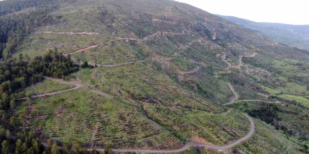 5 Yıl Önceki Yangında Küle Dönmüştü: 251 Hektarlık Orman Yeniden Yeşerdi