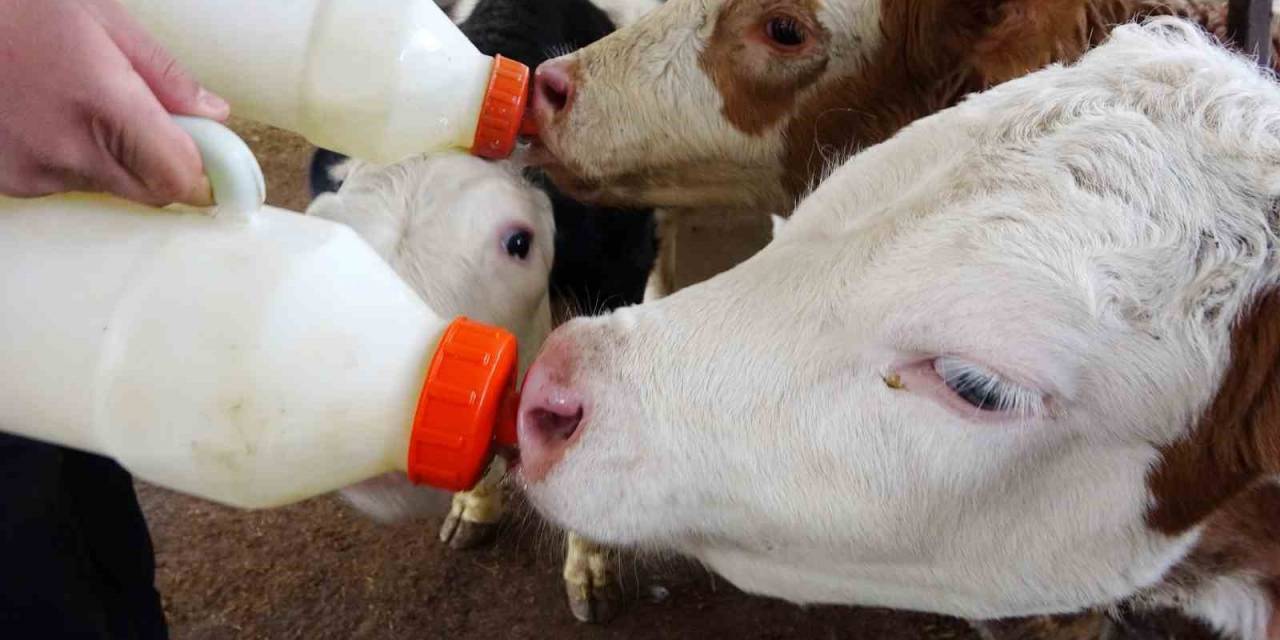 Denizli’de Soğut Süt Fiyatı 12,40 Olarak Belirlendi