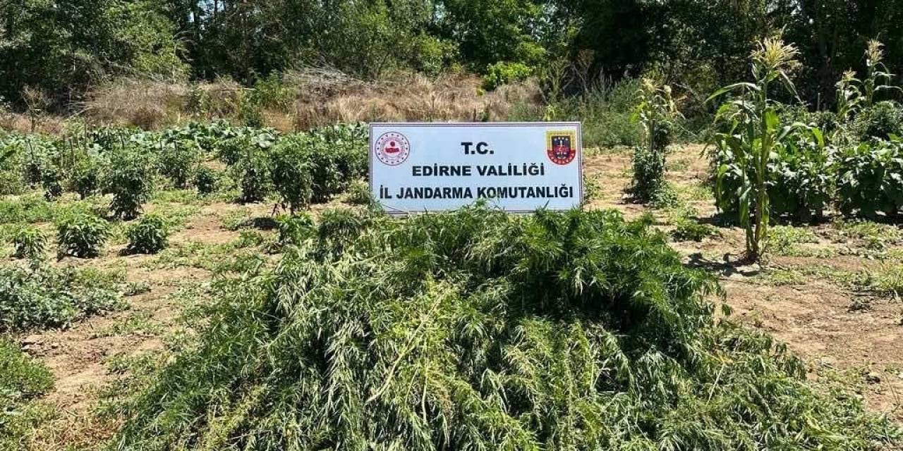 Sebze Tarlasında 12 Bin Kök Hint Keneviri Yetiştirdiler