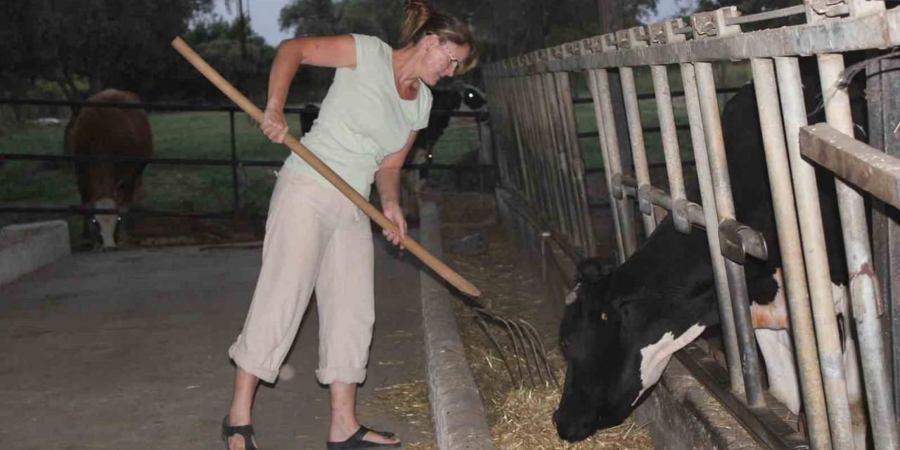 İngiliz Gelin, Aşkı İçin Kariyerinden Vazgeçip Hayvancılık Yapmaya Başladı