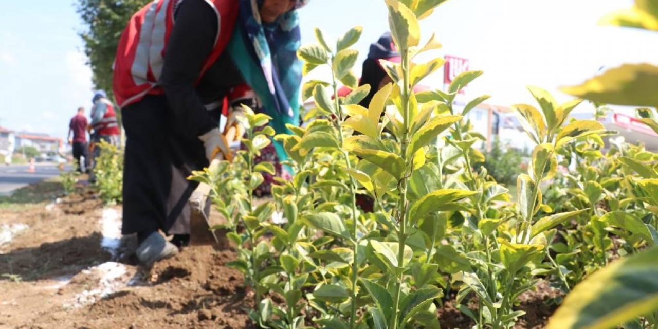 Düzce Yollarında Rengarenk Manzara
