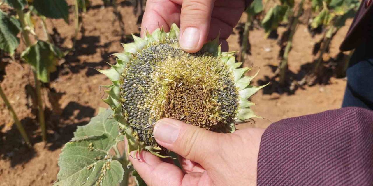 Son Yılların En Büyük Kuraklığı Yaşanıyor: Ayçiçeği Bücür Kaldı