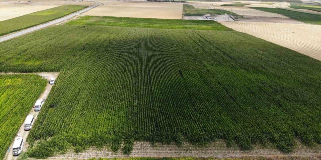 Üreticiler Mısır Veriminden Umutlu