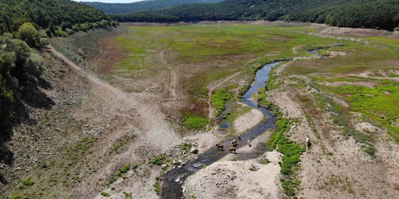 İstanbul’un Su İhtiyacını Sağlayan Kazandere Ve Papuçdere Barajları Kurudu: Artık Hayvanlar Otluyor
