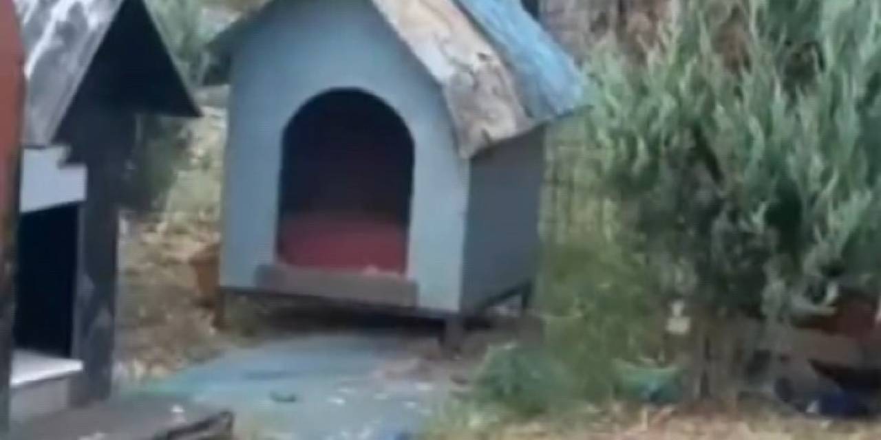 Maltepe’de Vatandaşların Fare Sitemine Belediyeden Tepki Çeken Açıklama