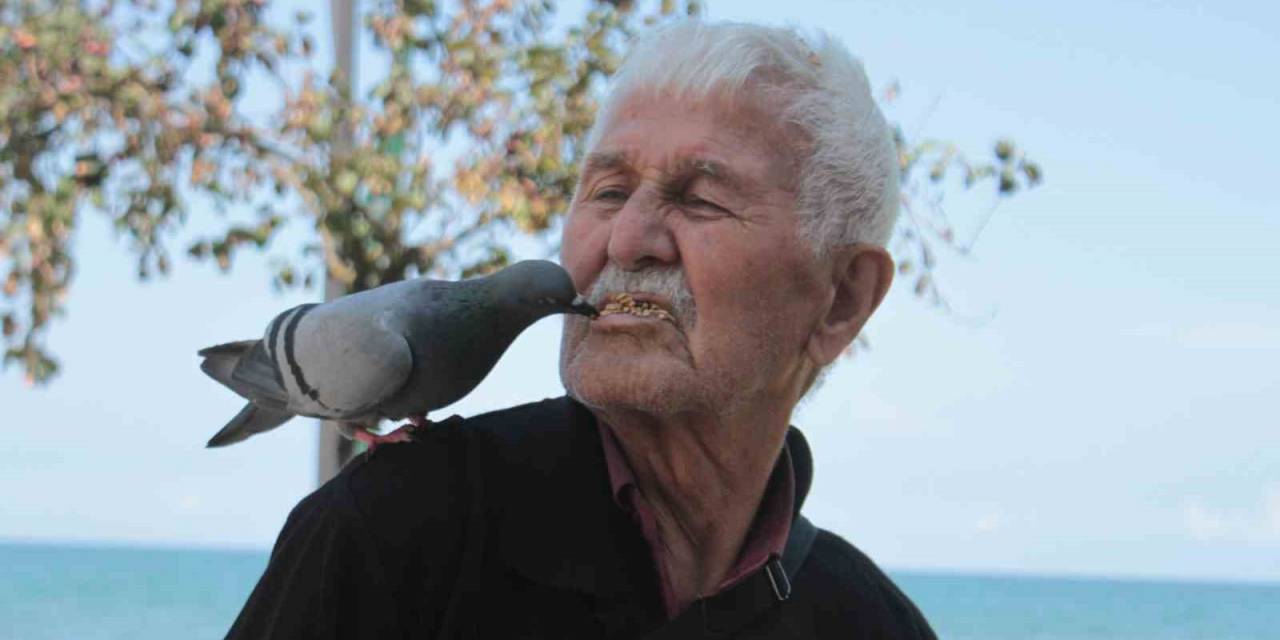 Ağzıyla Günde 500 Güvercini Besliyor