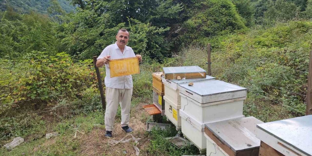 Bal Arıları Petek Üzerinde ‘allah’ Yazısı Oluşturdu