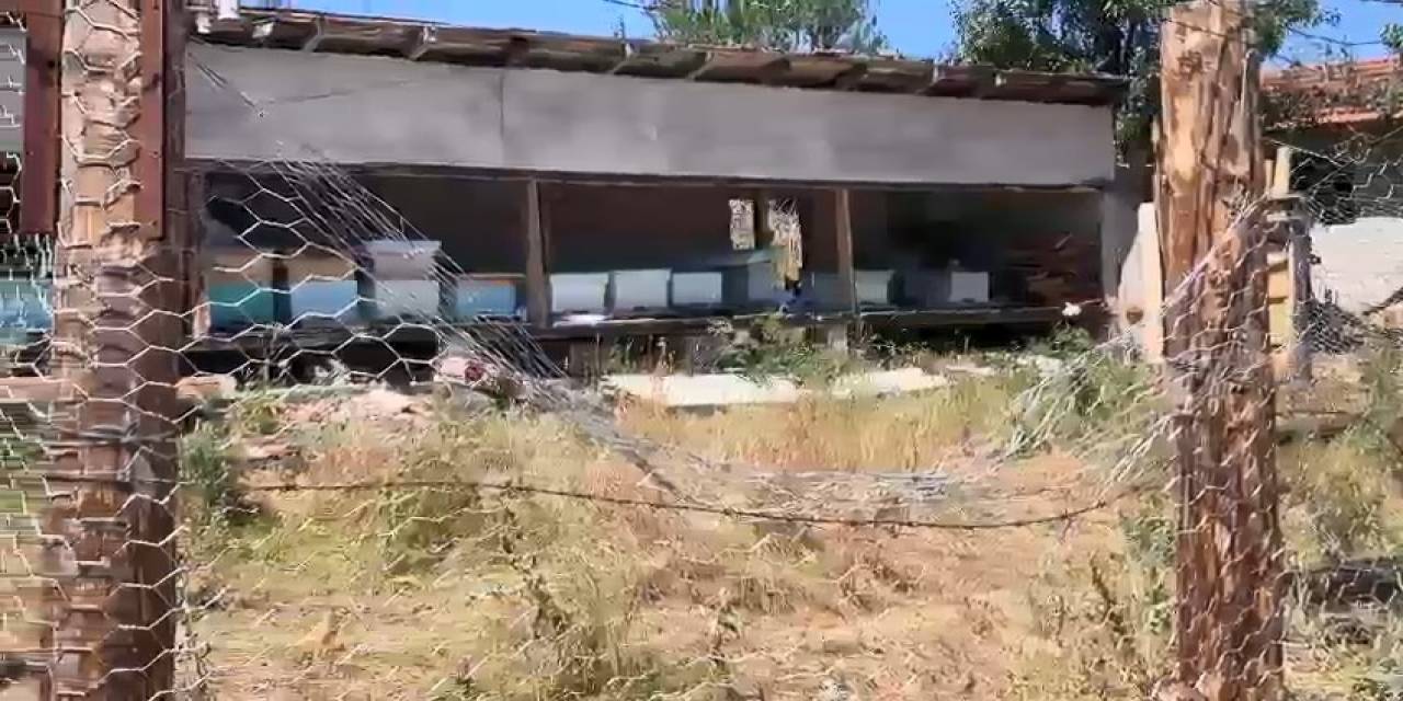 Tel Örgülü Önlem Ayıları Durduramadı: Korumaya Çalıştığı Arıları Telef Oldu