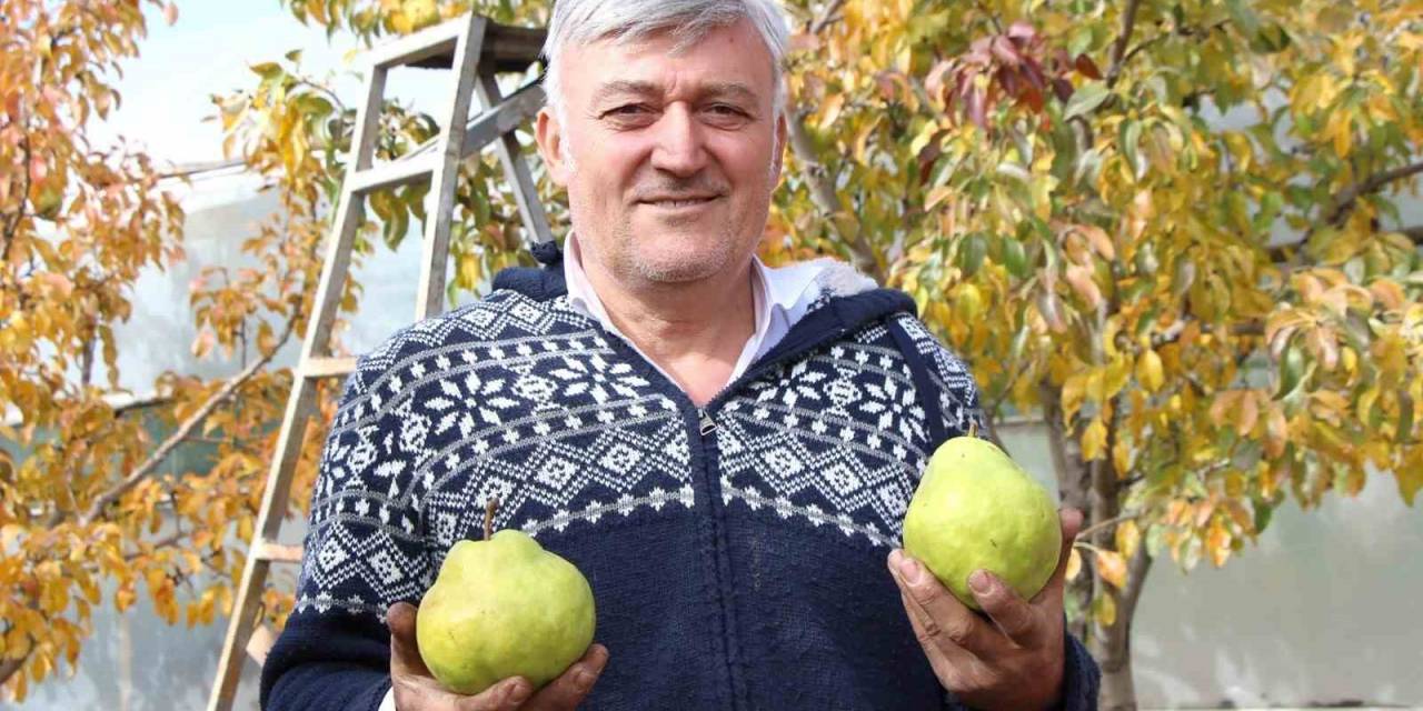 Emekli Astsubay Doğdu Köyde 50 Ton Armut Üretiyor