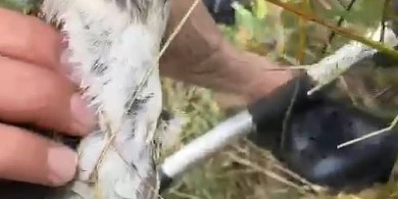 Olta İğnesi Yutan Yaban Kuşu Böyle Kurtarıldı