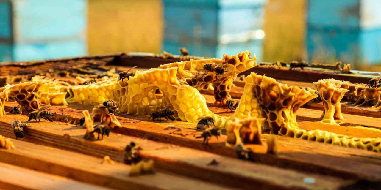 Arıcılar Hasat İçin Gün Sayıyor