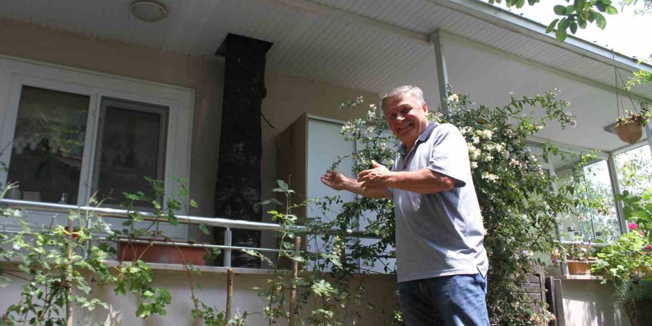 Baba Mirası Ağacı Kesmeye Kıyamadı: 11 Yıldır Evin Balkonundan Geçen Ağaçla Yaşıyor