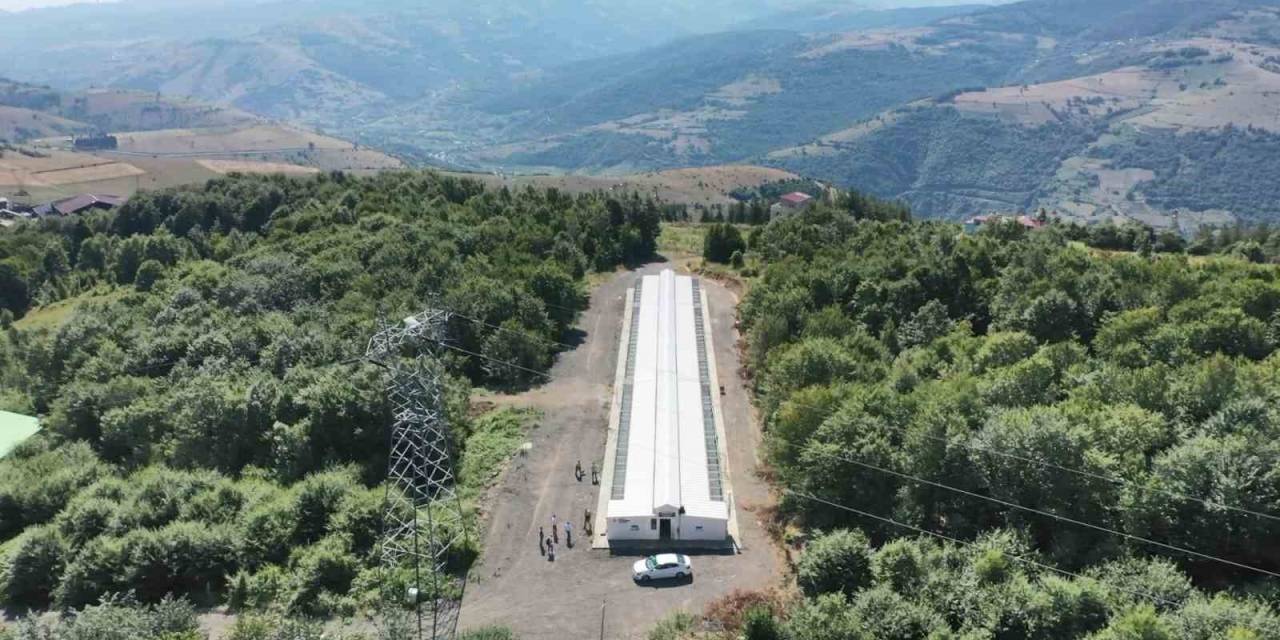 ’proteo’nun Yasaklı Misafirleri