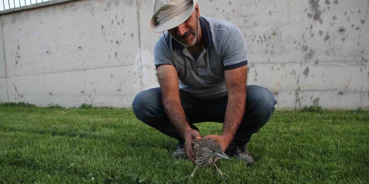 Yaralı Bulunan Balaban Kuşu Tedavi Altına Alındı