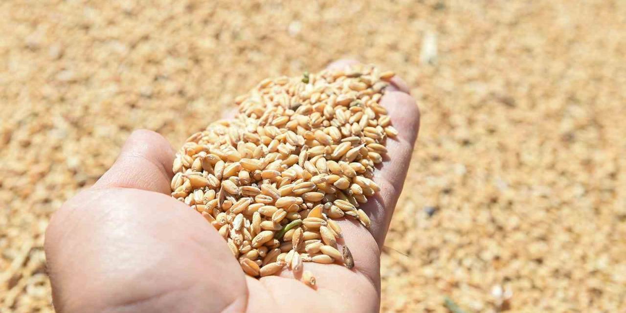 Altındağlı Çiftçilerin Mahsul Sevinci