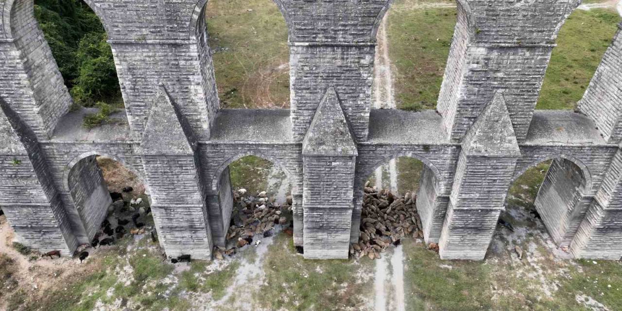 Alibey Barajında Sıcaktan Bunalan Koyunlar Gölgeye Sığındı