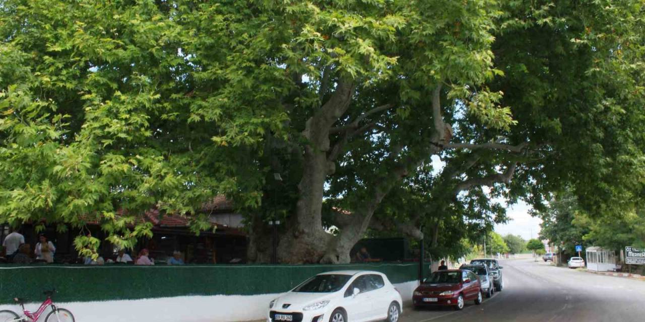 İki İmparatorluk Gören Çınar Ağacı Zamana Meydan Okuyor