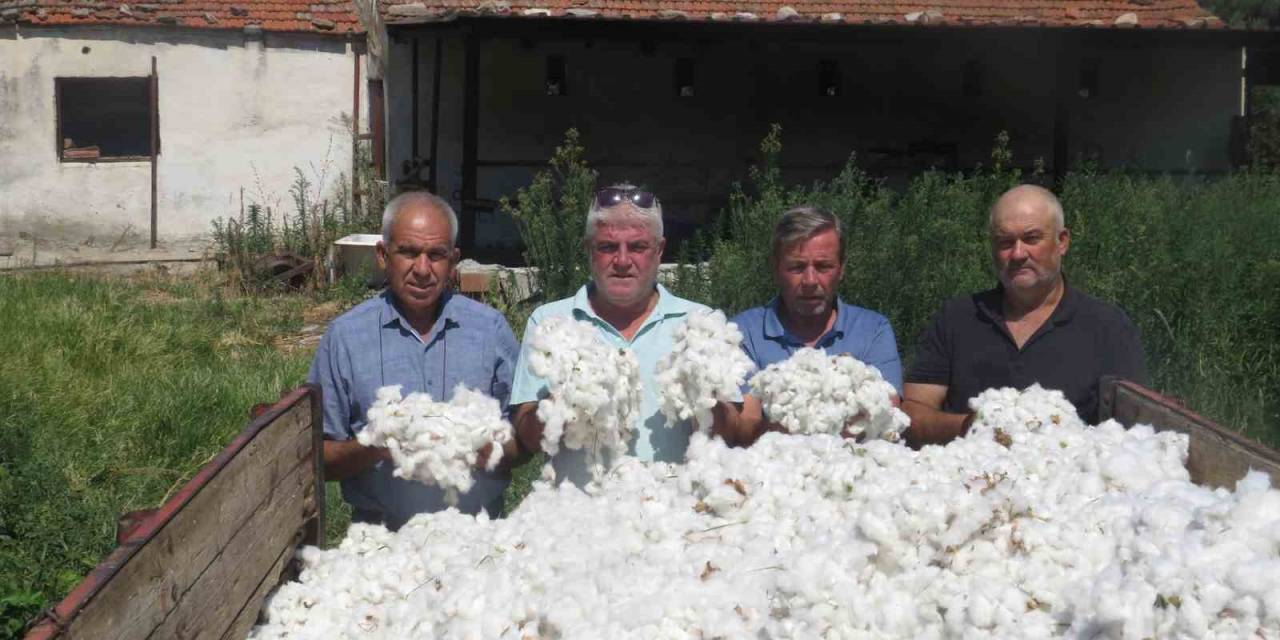 Aydın’da İlk Pamuk Hasadı Söke’nin Doğanbey Mahallesi’nde Yapıldı