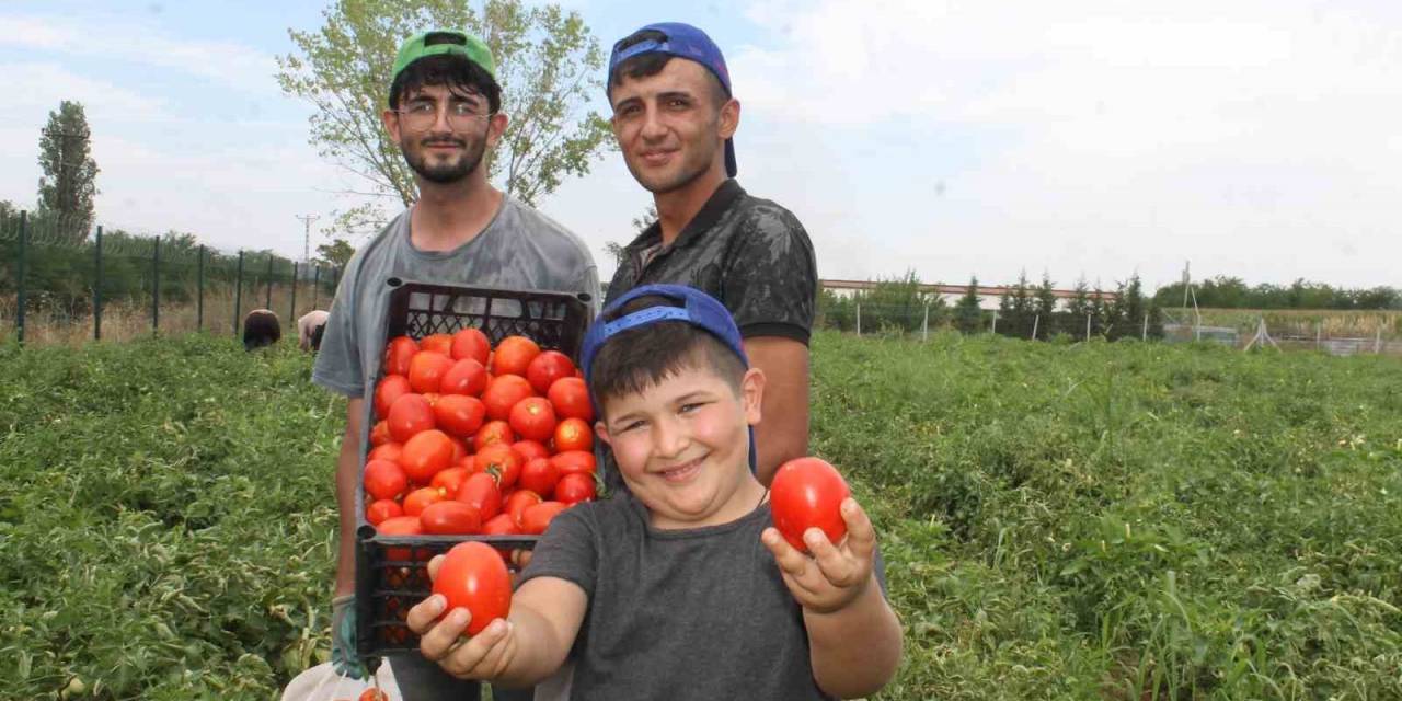 40 Derece Kavurucu Sıcakta Domates Hasadı