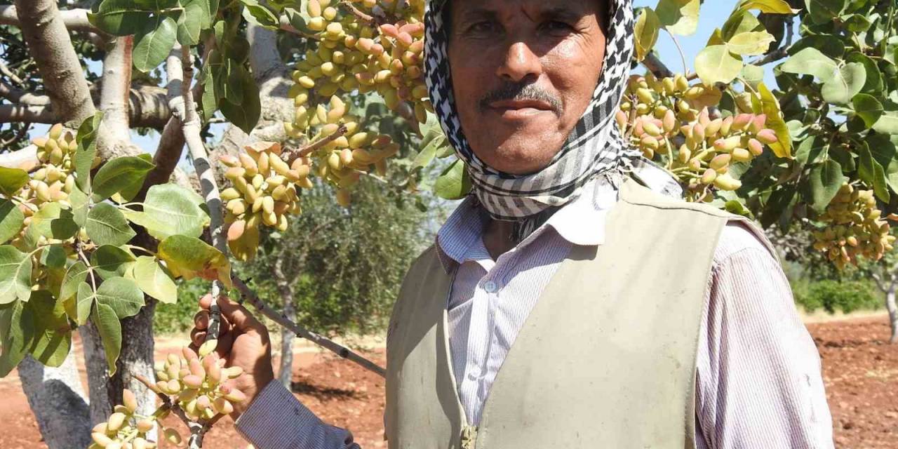 Kilis’te Yeşil Altının Hasadı Başladı