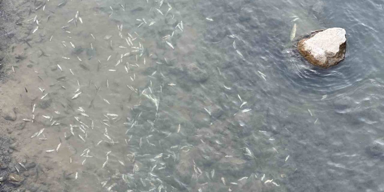 Yüksekova’da Sürü Halinde Balık Ölümleri Korkuttu