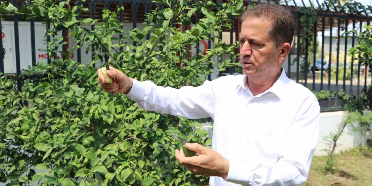 Limonda Hasat Başlamadan Kaçak Kesim Ve İhraç Başladı