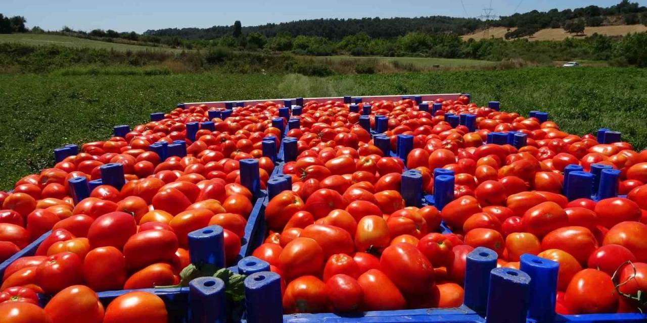 Meşhur Çanakkale Domatesi Coğrafi İşaret Tescili Aldı