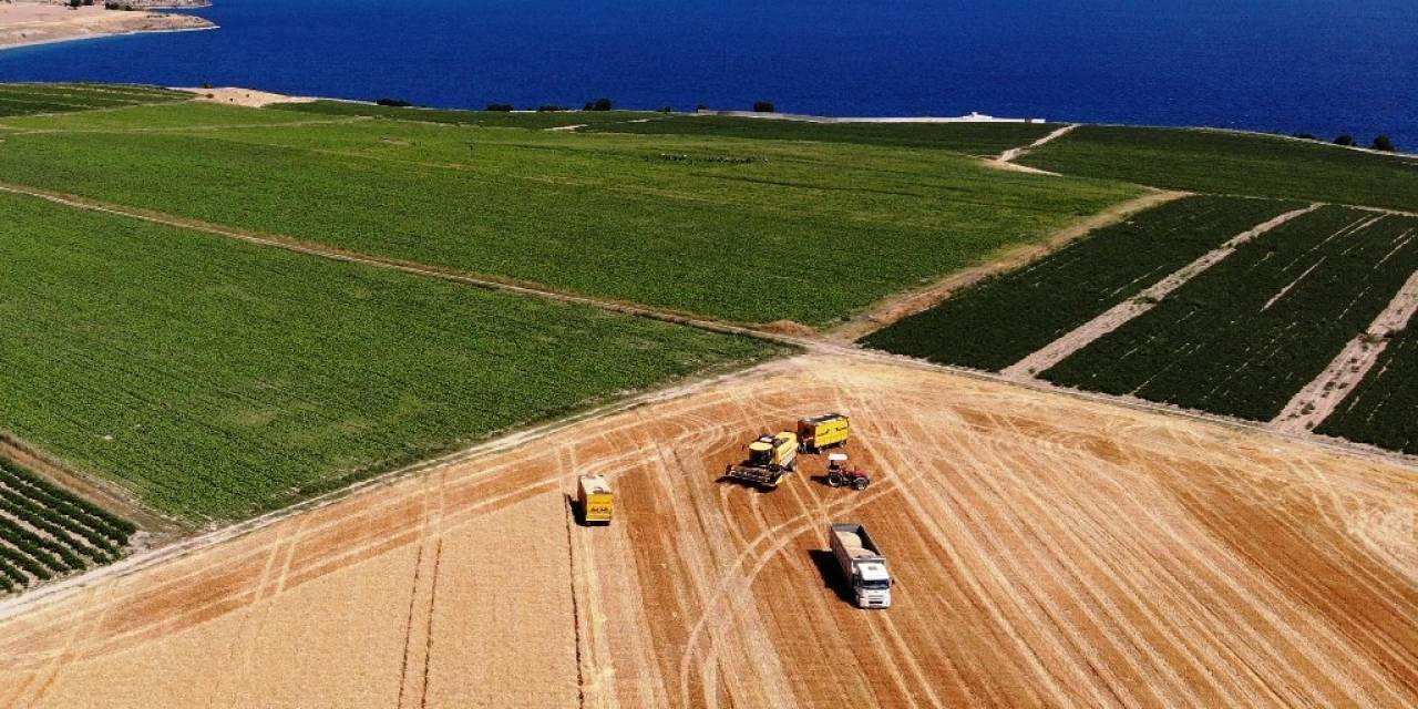 Bitlis’te 301 Bin Dekarlık Alanda Buğday Hasadı Başladı
