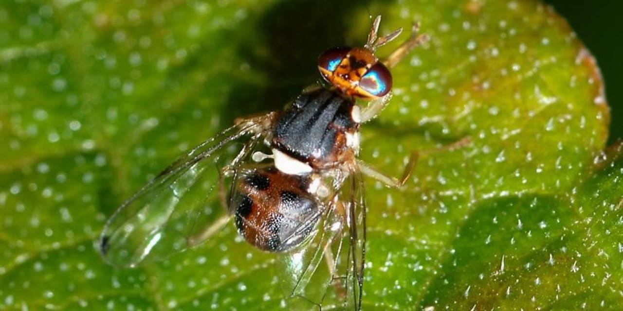 Üreticilere Zeytin Sineği Uyarısı